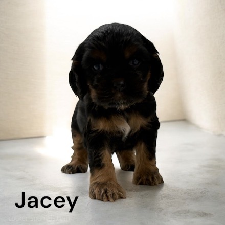 puppy, for, sale, Cocker Spaniel, Joe & Cherri  Overlease, dog, breeder, Miller, MO, dog-breeder, puppy-for-sale, forsale, nearby, find, puppyfind, locator, puppylocator, aca